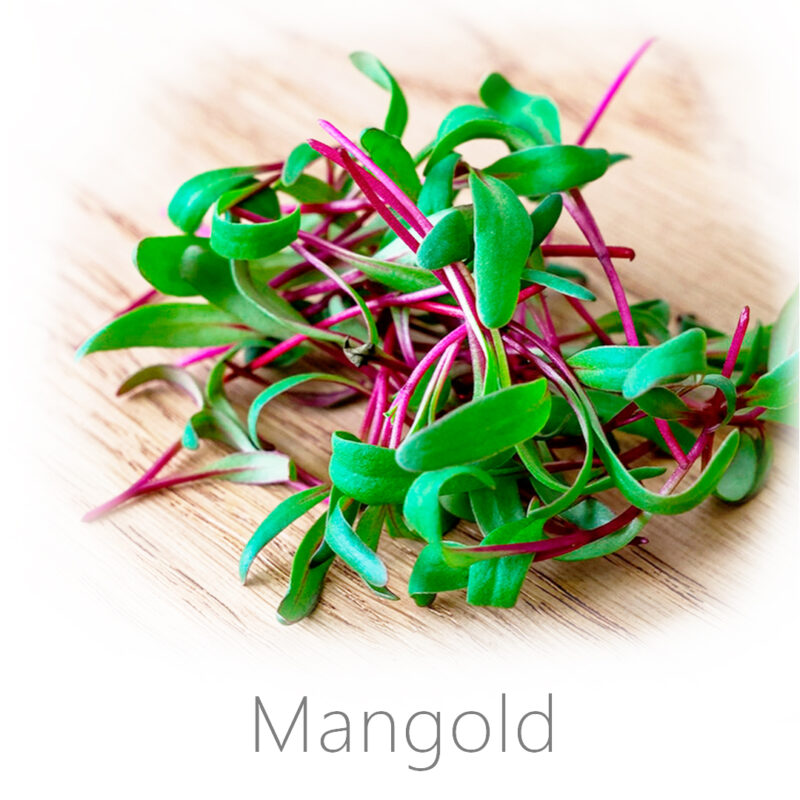 Mangold