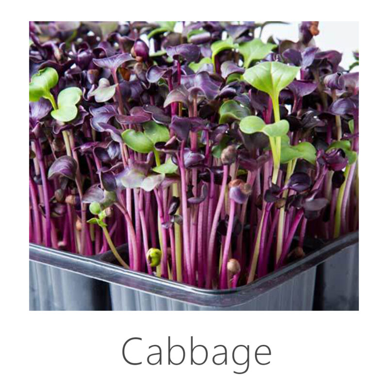 Cabbage