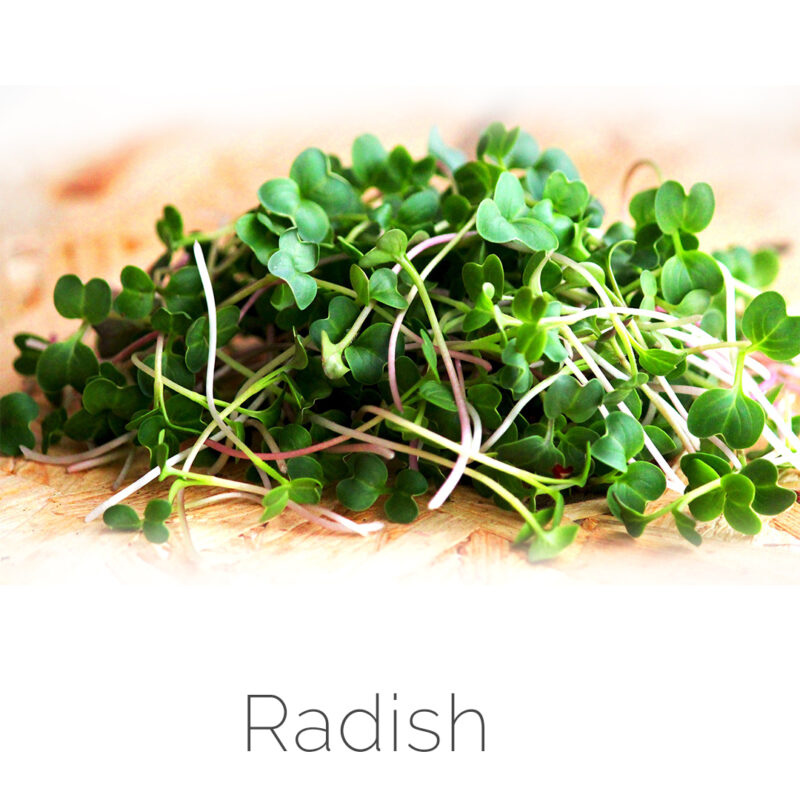 Radish