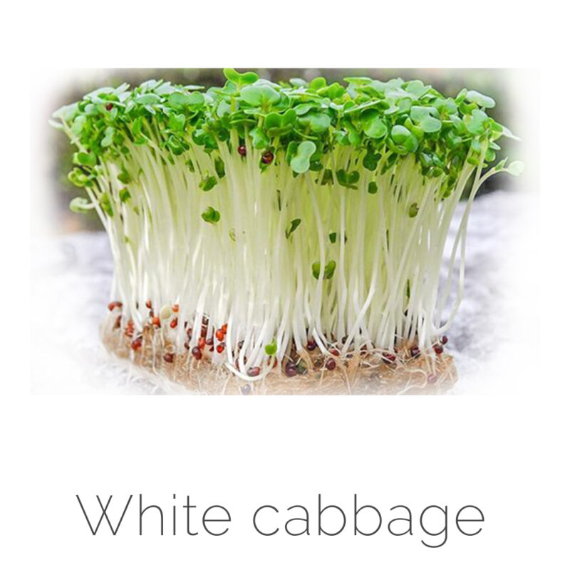 White cabbage