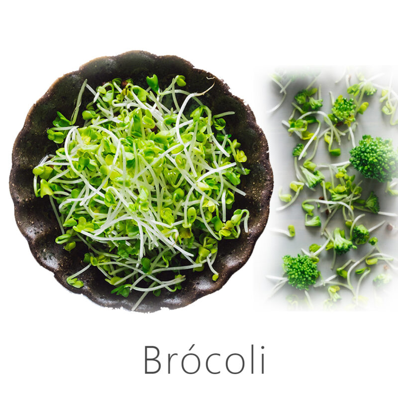 Brocoli