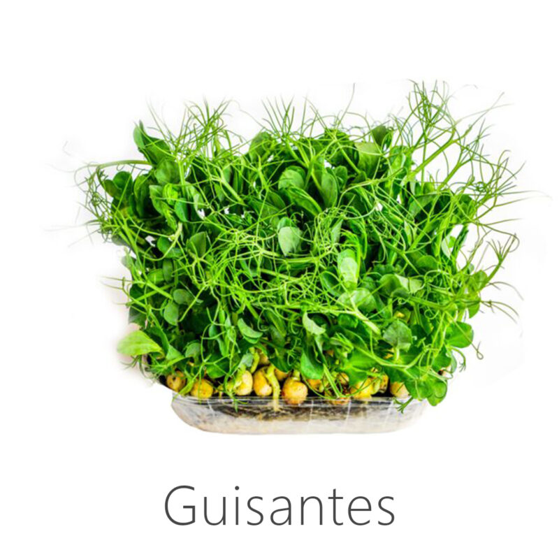 Guisantes